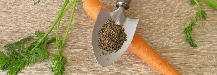 Karotten und Karottensamen auf Tisch